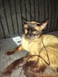 Leonardo