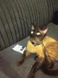 Leonardo