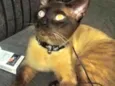 Leonardo
