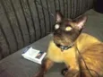 Leonardo