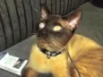 Leonardo