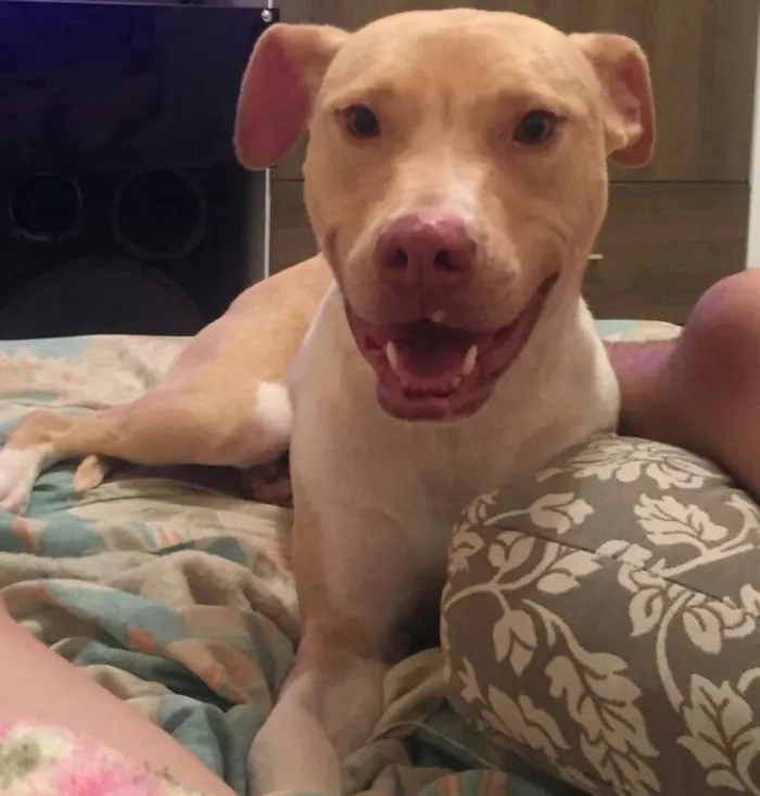 Cachorro ra a PITBULL idade 1 ano nome CIROCK