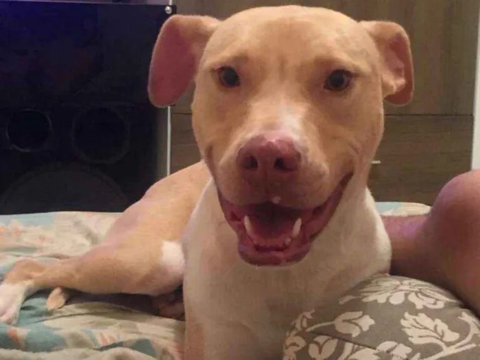 Cachorro ra a PITBULL idade 1 ano nome CIROCK