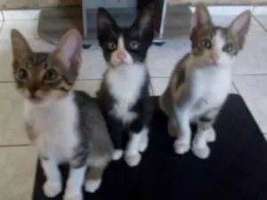 Gato raça Srd idade 2 a 6 meses nome N tem