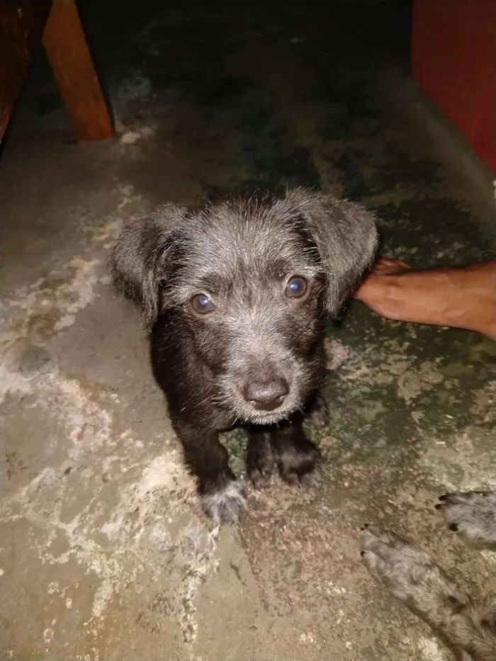 Cachorro ra a Viralata idade 2 a 6 meses nome Não tem