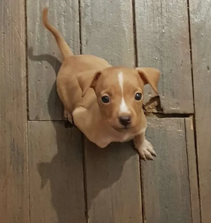 Cachorro ra a Pinscher (mestiço) idade 2 a 6 meses nome Sem nome