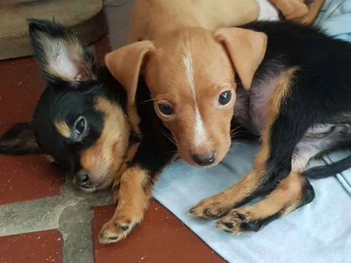 Cachorro ra a Pinscher (mestiço) idade 2 a 6 meses nome Sem nome