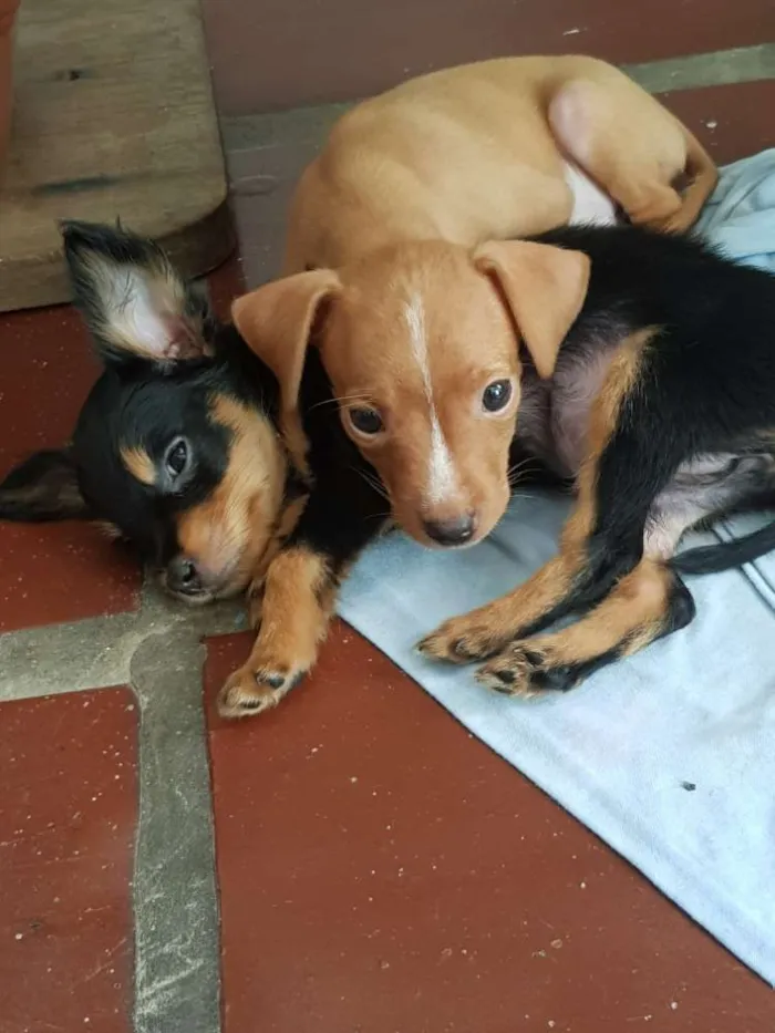 Cachorro ra a Pinscher (mestiço) idade 2 a 6 meses nome Sem nome