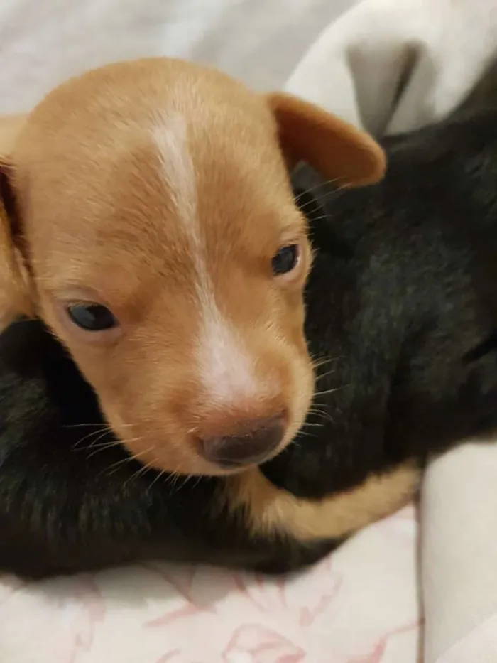 Cachorro ra a Pinscher (mestiço) idade 2 a 6 meses nome Sem nome