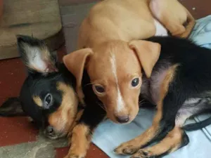 Cachorro raça Pinscher (mestiço) idade 2 a 6 meses nome Sem nome