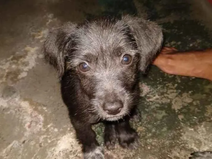 Cachorro ra a Viralata idade 2 a 6 meses nome Não tem