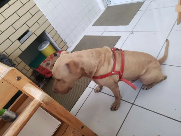 Cachorro ra a Pitbull idade 1 ano nome Simba 