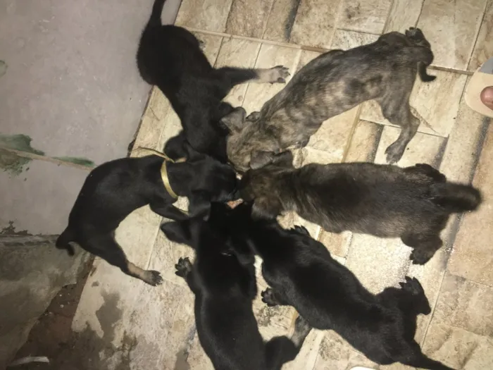 Cachorro raça Indefinido  idade Abaixo de 2 meses nome Jhonny