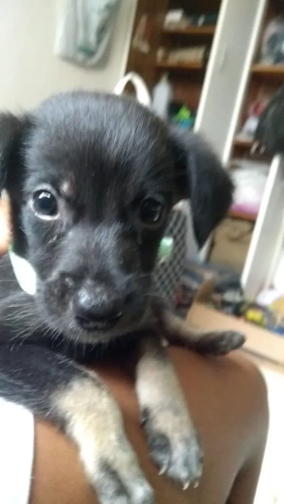 Cachorro raça Indefinido  idade Abaixo de 2 meses nome Jhonny
