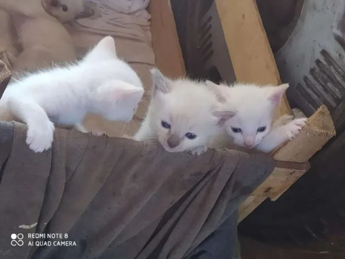 Gato ra a Siamês idade Abaixo de 2 meses nome Branquinhos