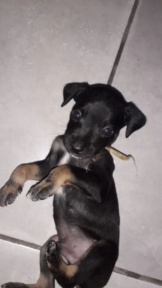 Cachorro raça Indefinido  idade Abaixo de 2 meses nome Jhonny