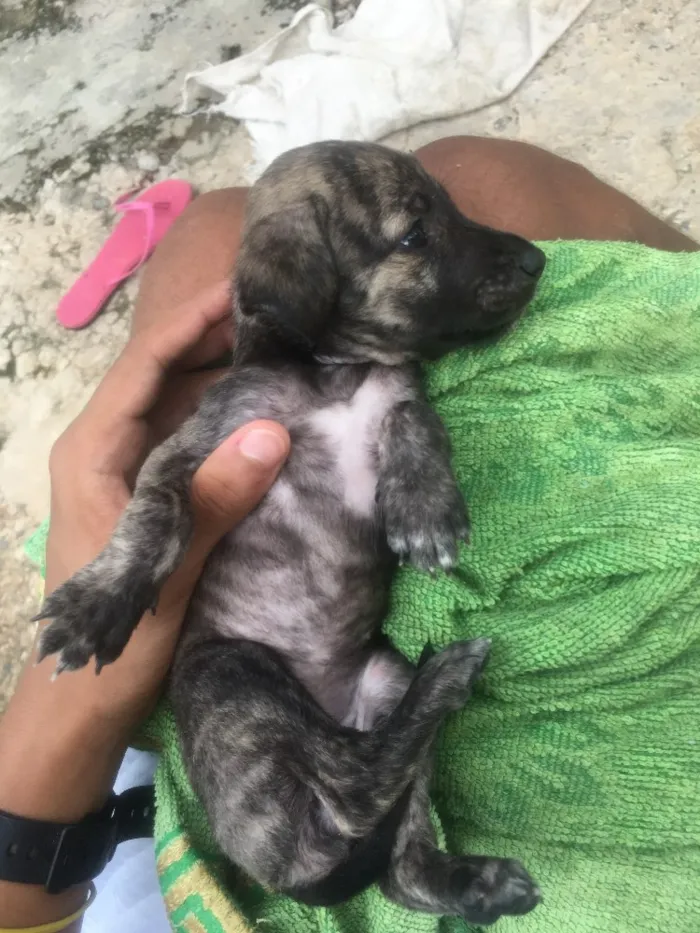 Cachorro raça Indefinido  idade Abaixo de 2 meses nome Jhonny