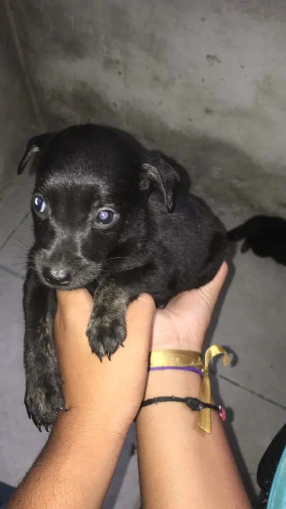 Cachorro raça Indefinido  idade Abaixo de 2 meses nome Jhonny