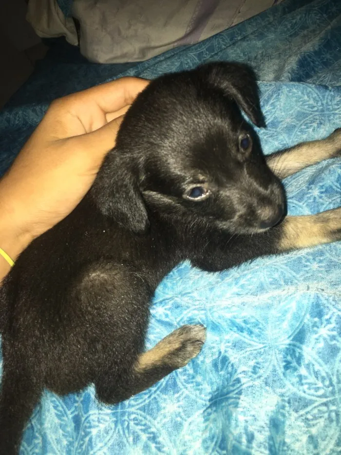 Cachorro raça Indefinido  idade Abaixo de 2 meses nome Jhonny