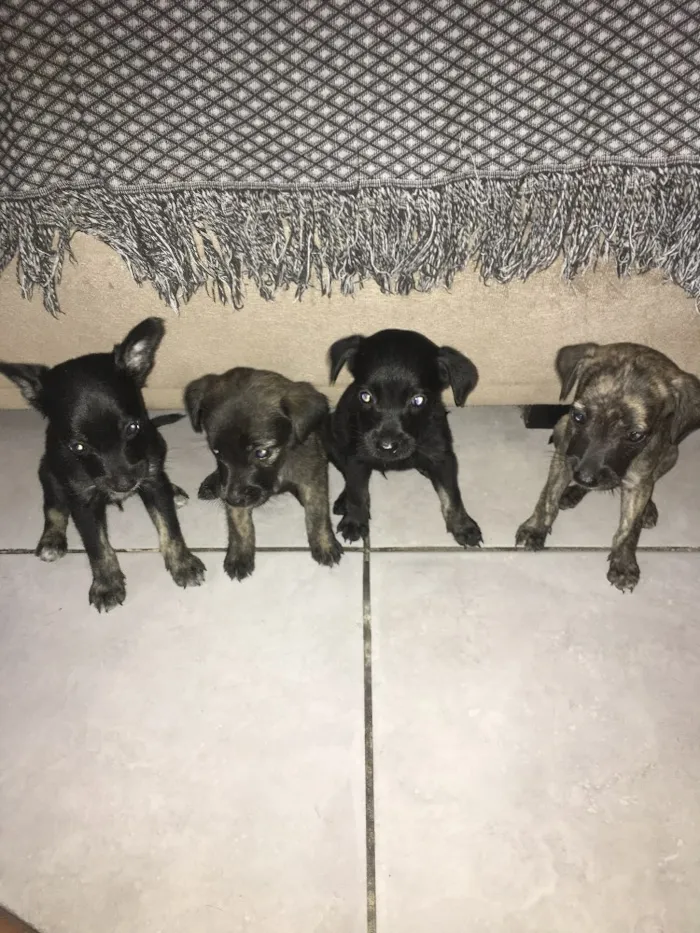 Cachorro raça Indefinido  idade Abaixo de 2 meses nome Jhonny