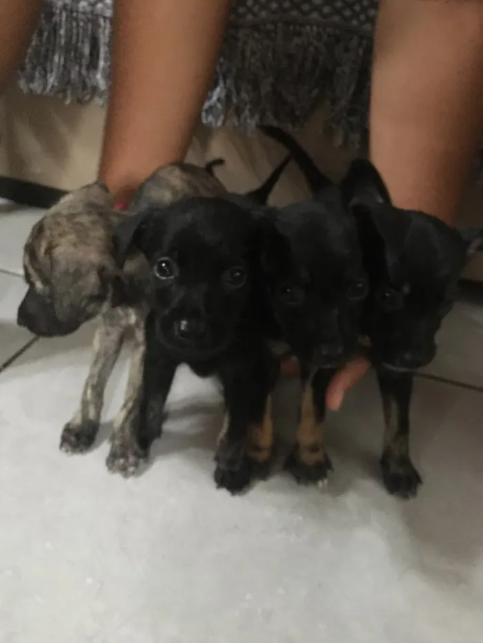 Cachorro raça Indefinido  idade Abaixo de 2 meses nome Jhonny