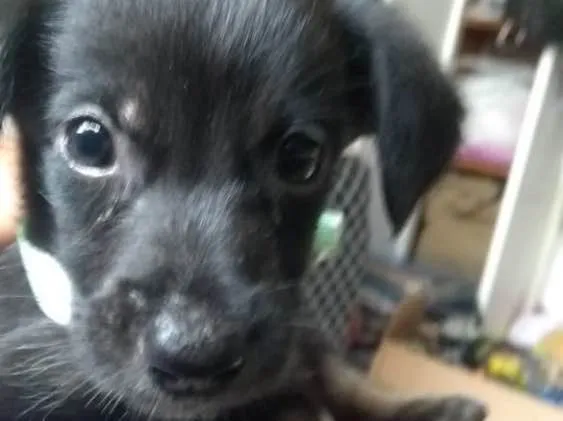 Cachorro raça Indefinido  idade Abaixo de 2 meses nome Jhonny