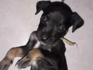 Cachorro raça Indefinido  idade Abaixo de 2 meses nome Jhonny
