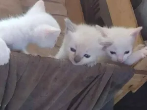 Gato raça Siamês idade Abaixo de 2 meses nome Branquinhos