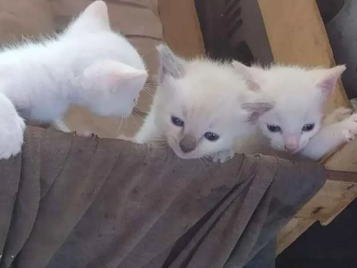 Gato ra a Siamês idade Abaixo de 2 meses nome Branquinhos