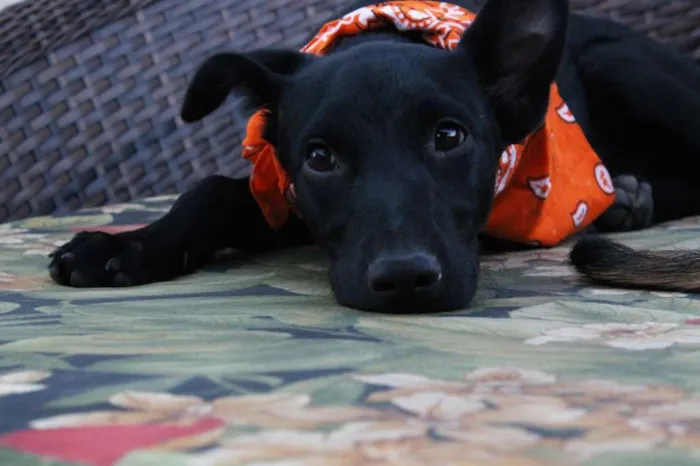 Cachorro raça SRD idade 2 a 6 meses nome Kyra