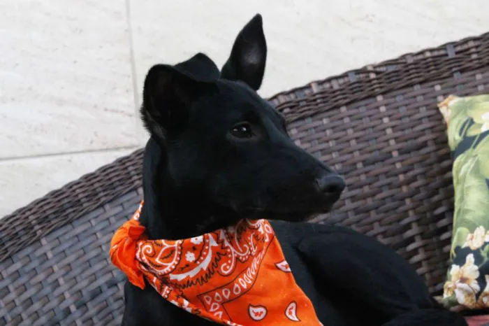 Cachorro raça SRD idade 2 a 6 meses nome Kyra