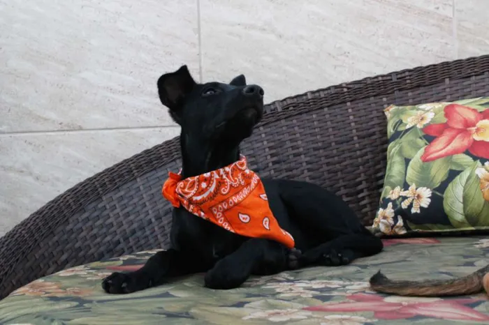 Cachorro raça SRD idade 2 a 6 meses nome Kyra