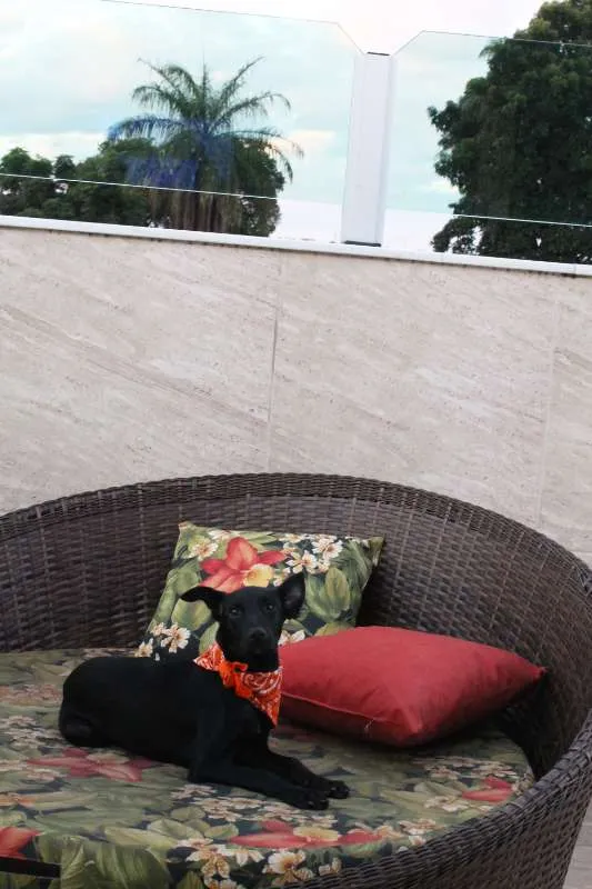 Cachorro raça SRD idade 2 a 6 meses nome Kyra