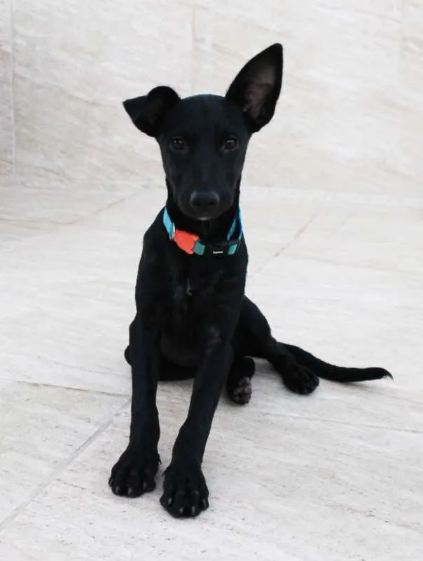 Cachorro raça SRD idade 2 a 6 meses nome Kyra