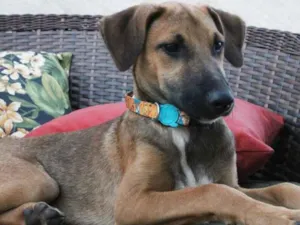 Cachorro raça SRD idade 2 a 6 meses nome Balu