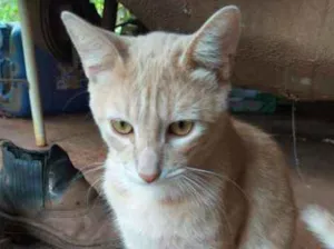 Gato raça SRD idade 7 a 11 meses nome Amarelinho