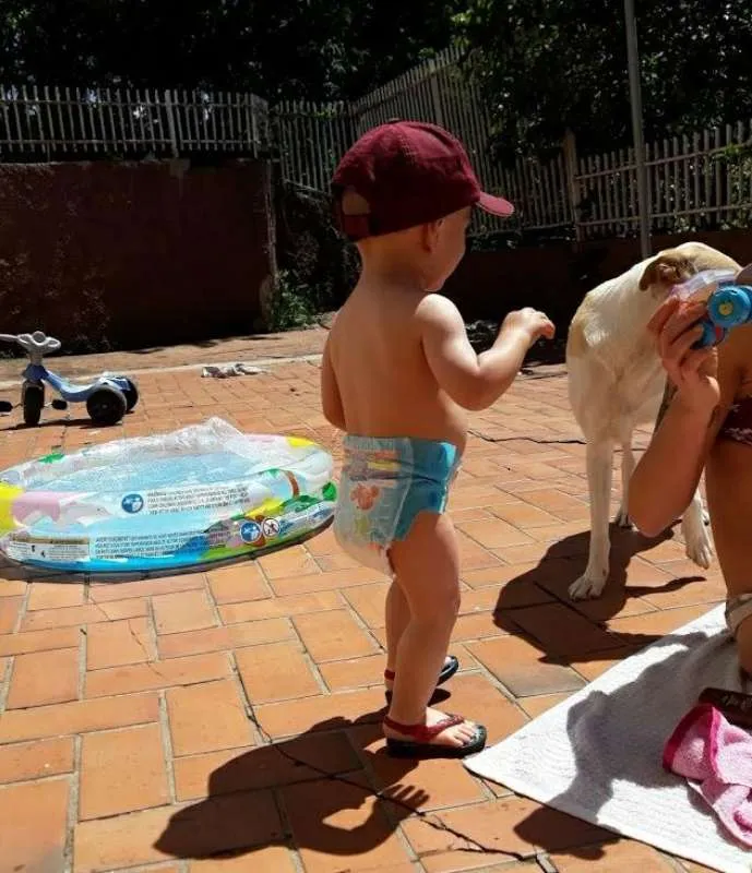 Cachorro raça Mistura de Collie com Labrador idade 6 ou mais anos nome Puppy