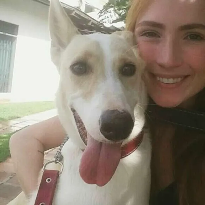 Cachorro raça Mistura de Collie com Labrador idade 6 ou mais anos nome Puppy