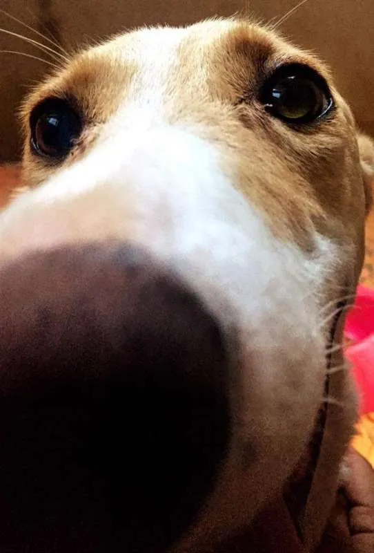 Cachorro raça Mistura de Collie com Labrador idade 6 ou mais anos nome Puppy