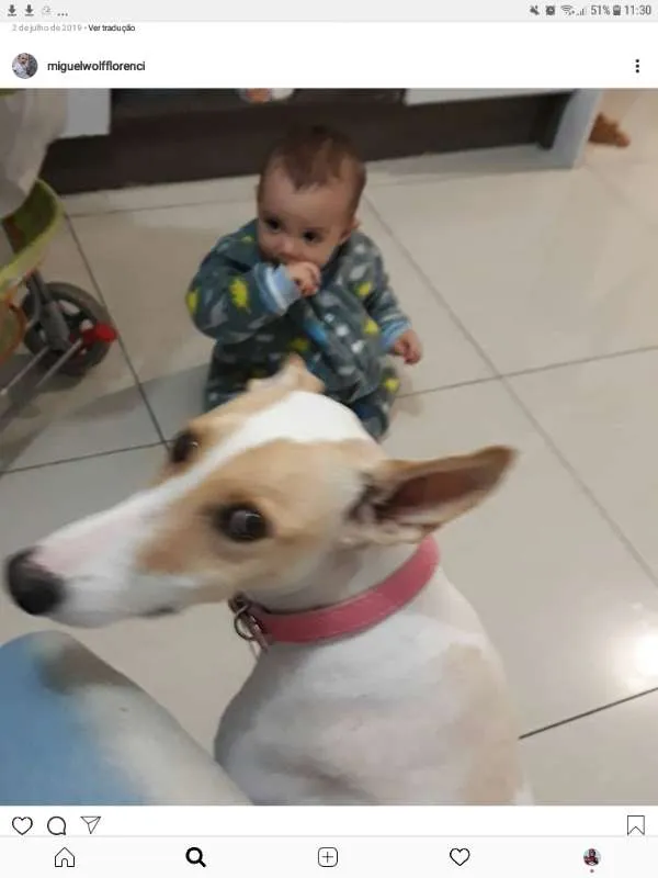 Cachorro raça Mistura de Collie com Labrador idade 6 ou mais anos nome Puppy
