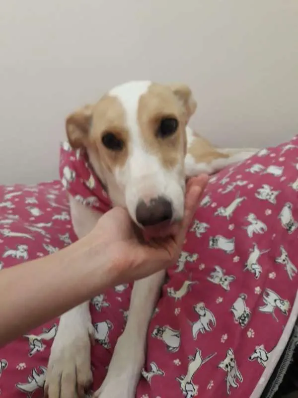 Cachorro raça Mistura de Collie com Labrador idade 6 ou mais anos nome Puppy
