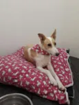 Puppy