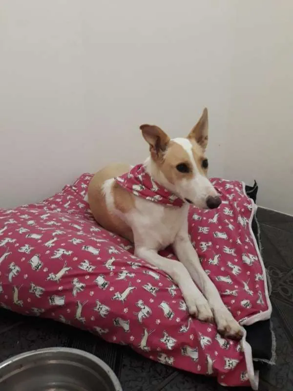 Cachorro raça Mistura de Collie com Labrador idade 6 ou mais anos nome Puppy