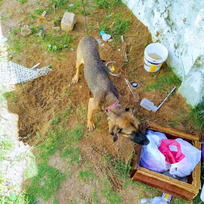 Cachorro ra a Misturado idade 7 a 11 meses nome Não tem