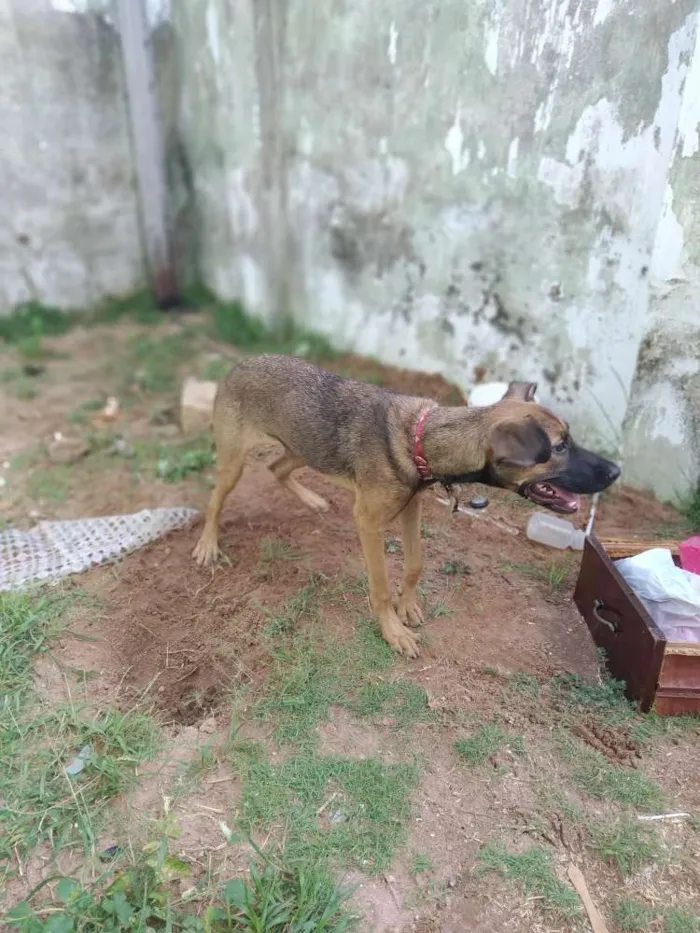 Cachorro ra a Misturado idade 7 a 11 meses nome Não tem