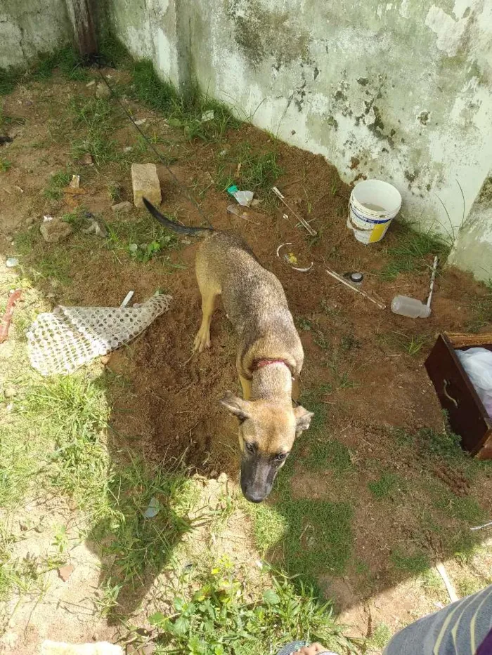 Cachorro ra a Misturado idade 7 a 11 meses nome Não tem