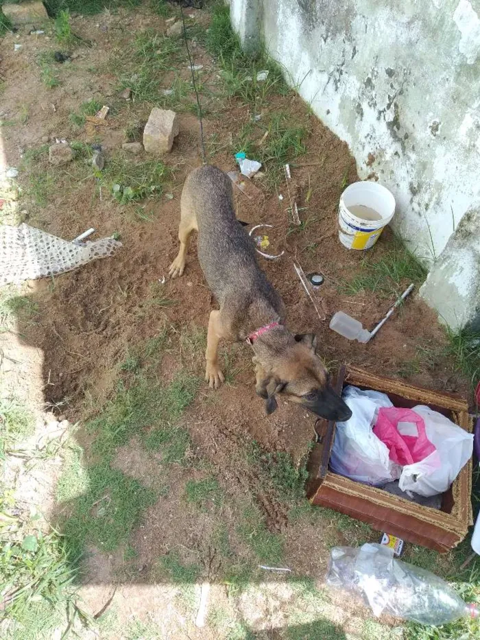 Cachorro ra a Misturado idade 7 a 11 meses nome Não tem