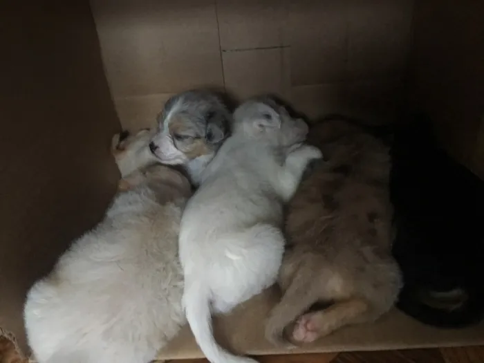 Cachorro ra a filhotes não sei a raça  idade Abaixo de 2 meses nome Sem nome 