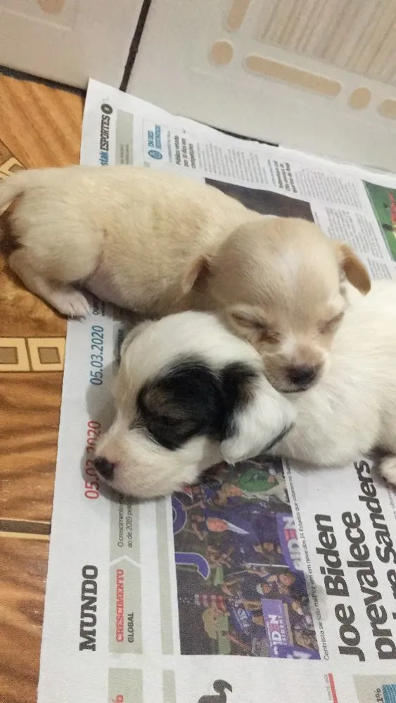 Cachorro ra a filhotes não sei a raça  idade Abaixo de 2 meses nome Sem nome 