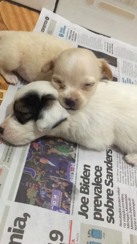 Cachorro ra a filhotes não sei a raça  idade Abaixo de 2 meses nome Sem nome 